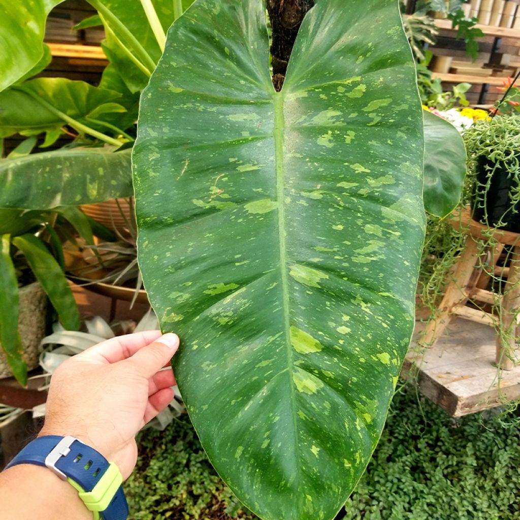 Filodendro - Philodendron Jose Buono