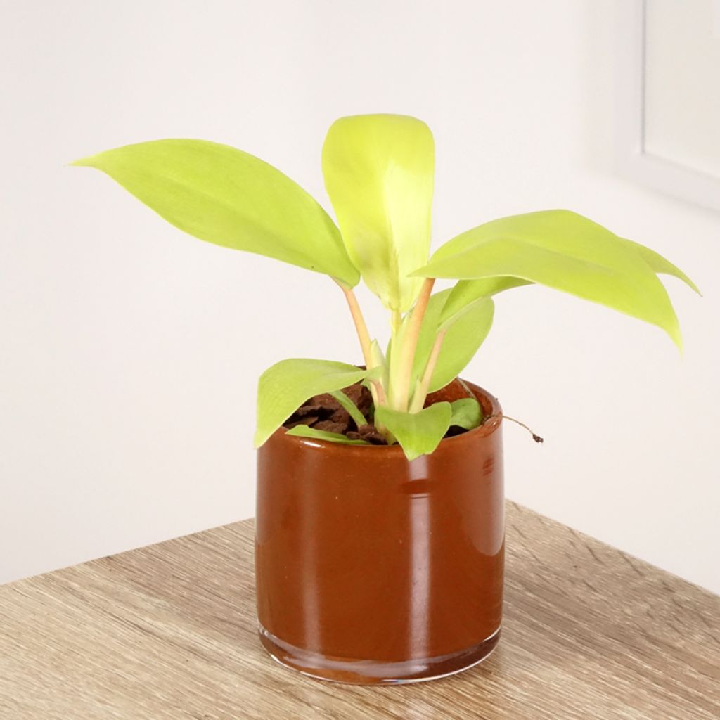 Filodendro - Philodendron Malay Gold
