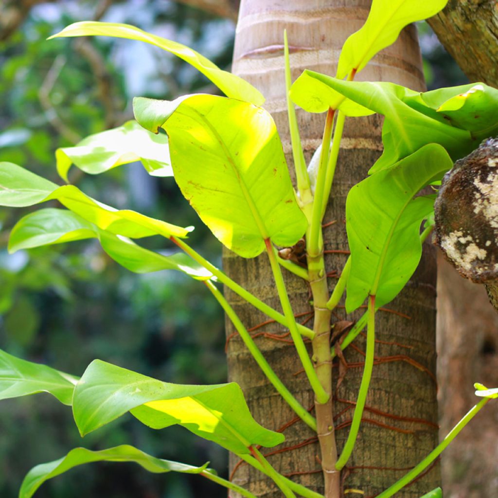 Filodendro - Philodendron Malay Gold