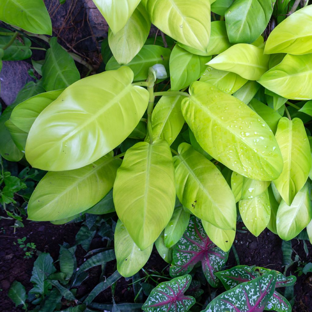 Filodendro - Philodendron Malay Gold