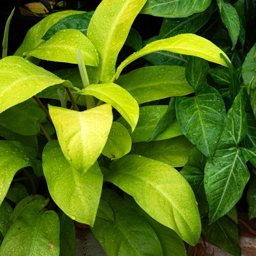 Filodendro - Philodendron Malay Gold