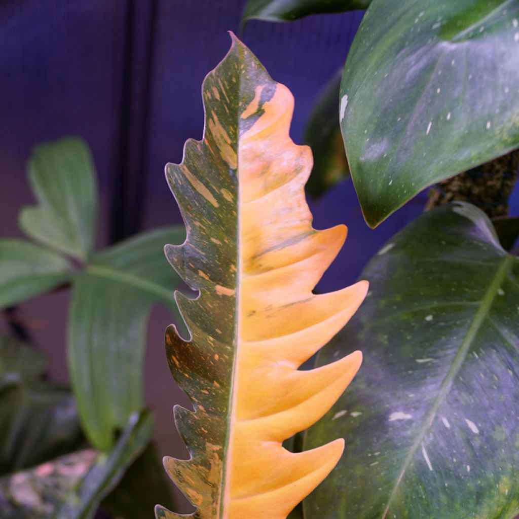 Filodendro - Philodendron Narrow Ring of Fire