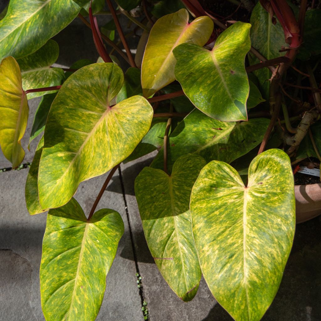 Filodendro - Philodendron Painted Lady