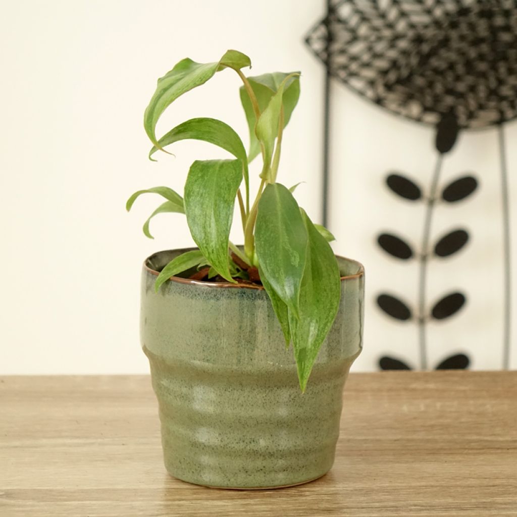 Filodendro - Philodendron Paraiso Verde