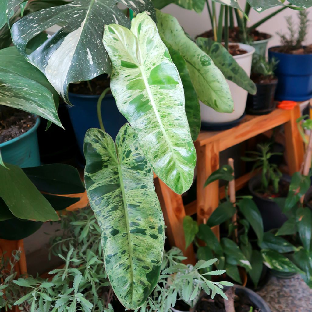 Filodendro - Philodendron Paraiso Verde