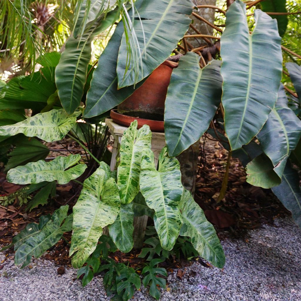 Filodendro - Philodendron Paraiso Verde