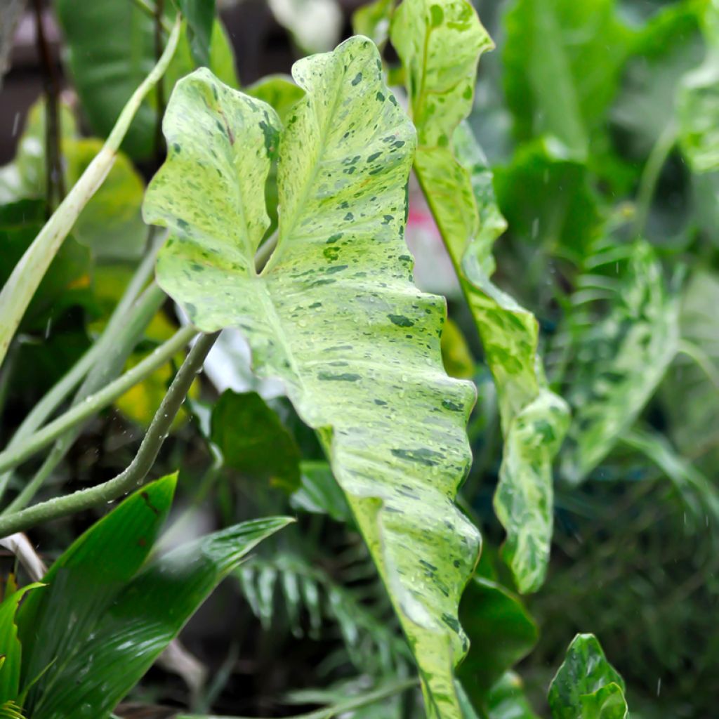 Filodendro - Philodendron Paraiso Verde