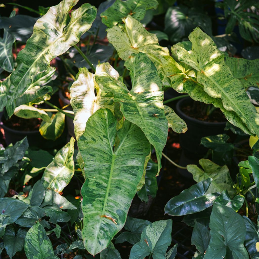 Filodendro - Philodendron Paraiso Verde