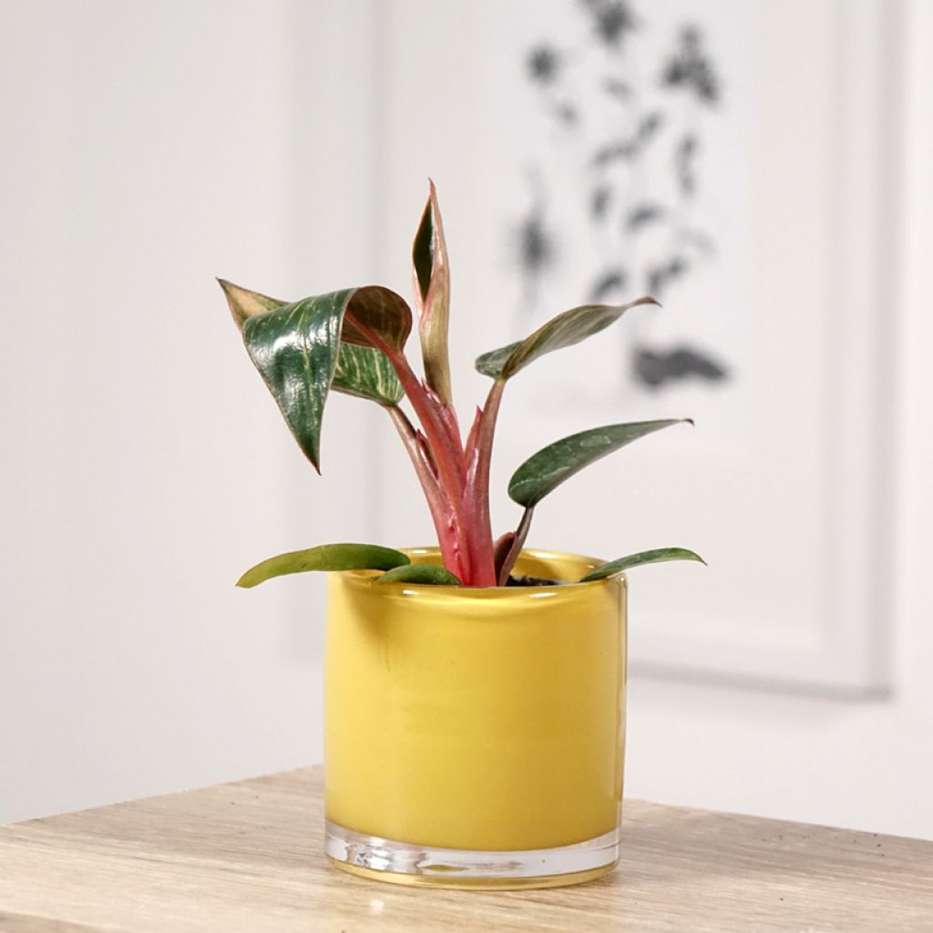 Filodendro - Philodendron Pink Bikini