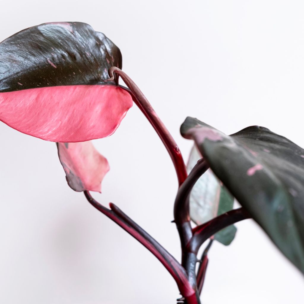 Filodendro - Philodendron Pink Marble