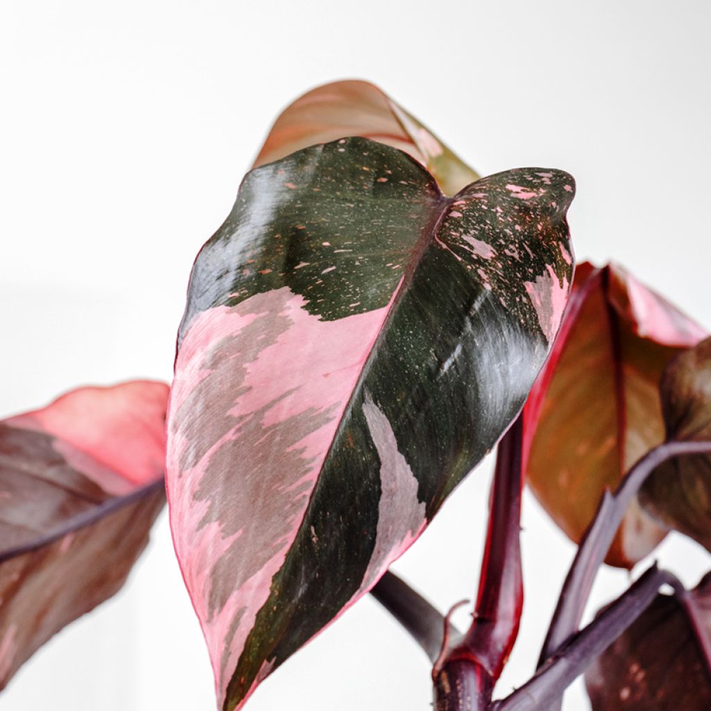 Filodendro - Philodendron Pink Princess