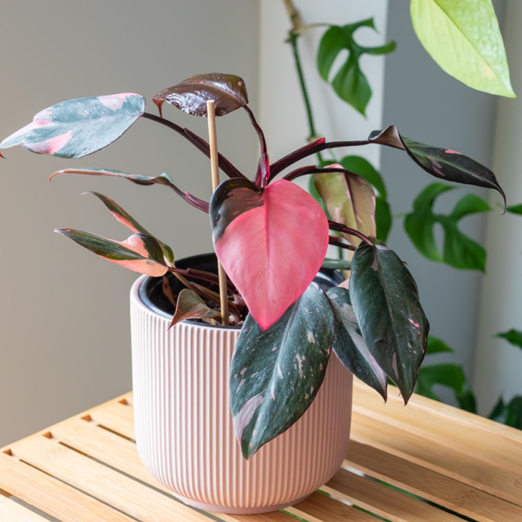 Filodendro - Philodendron Pink Princess