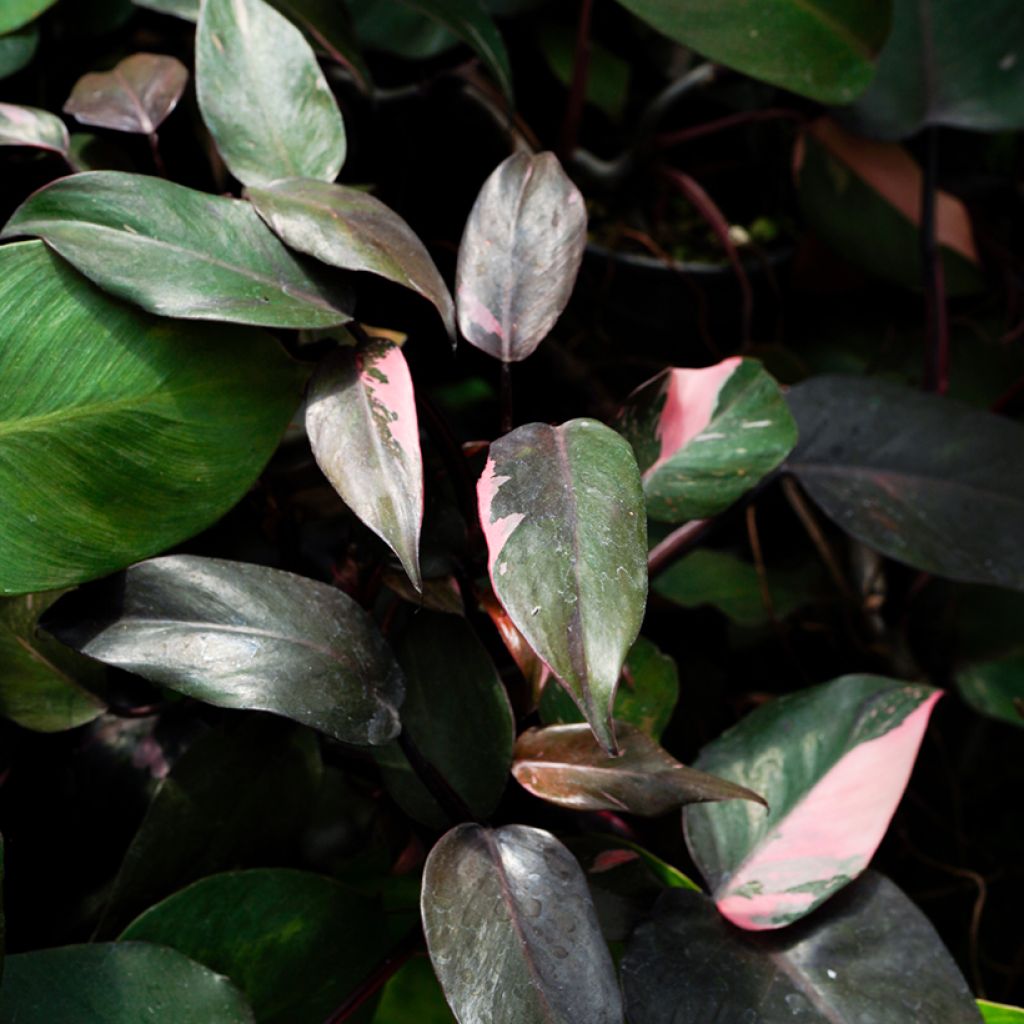 Filodendro - Philodendron Pink Princess
