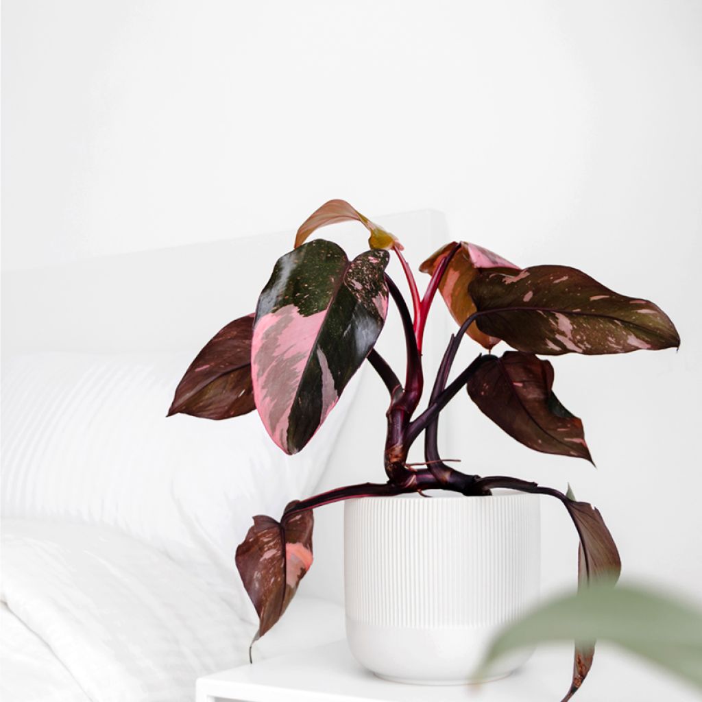 Filodendro - Philodendron Pink Princess