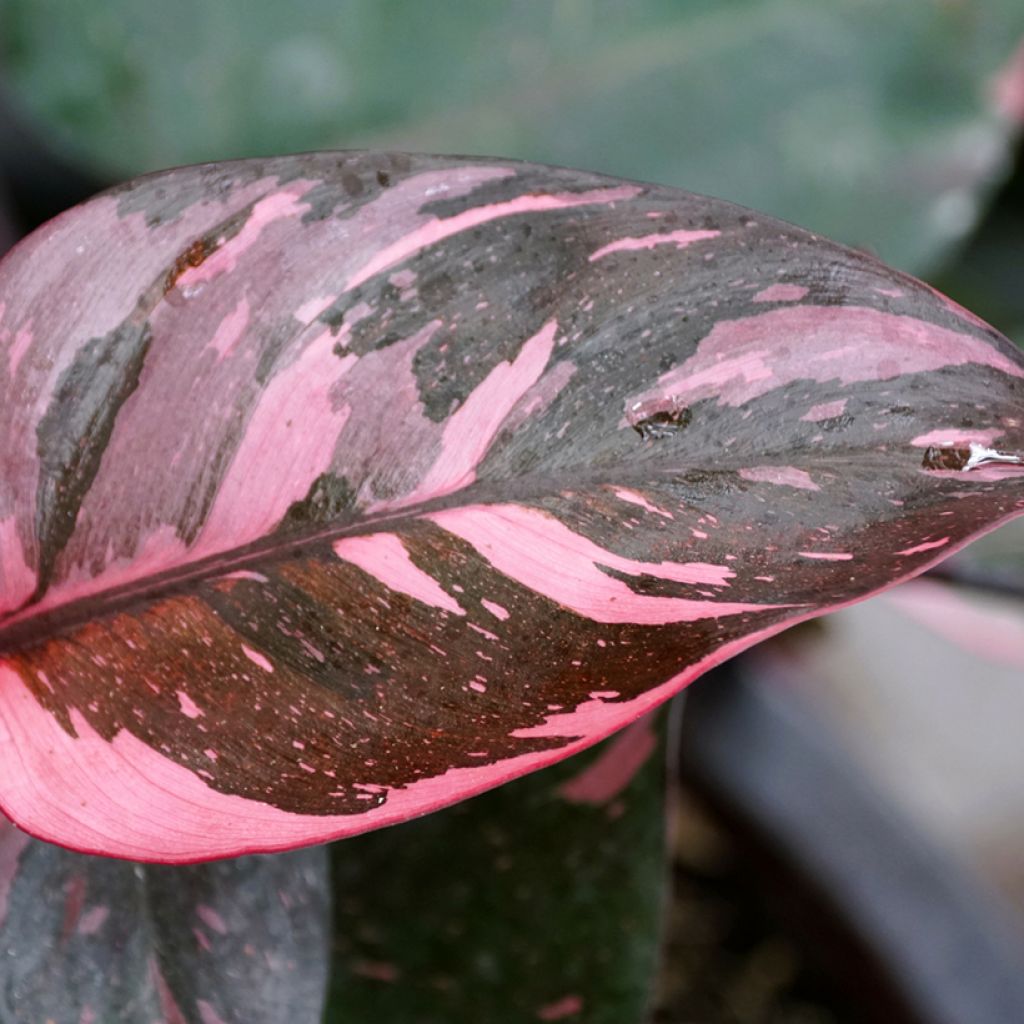 Filodendro - Philodendron Pink Princess