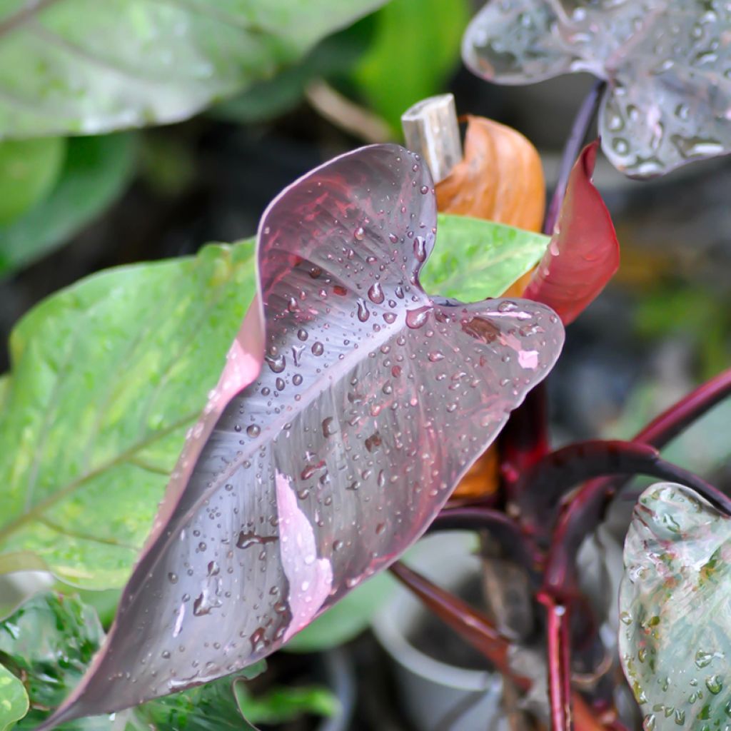 Filodendro - Philodendron Pink Princess