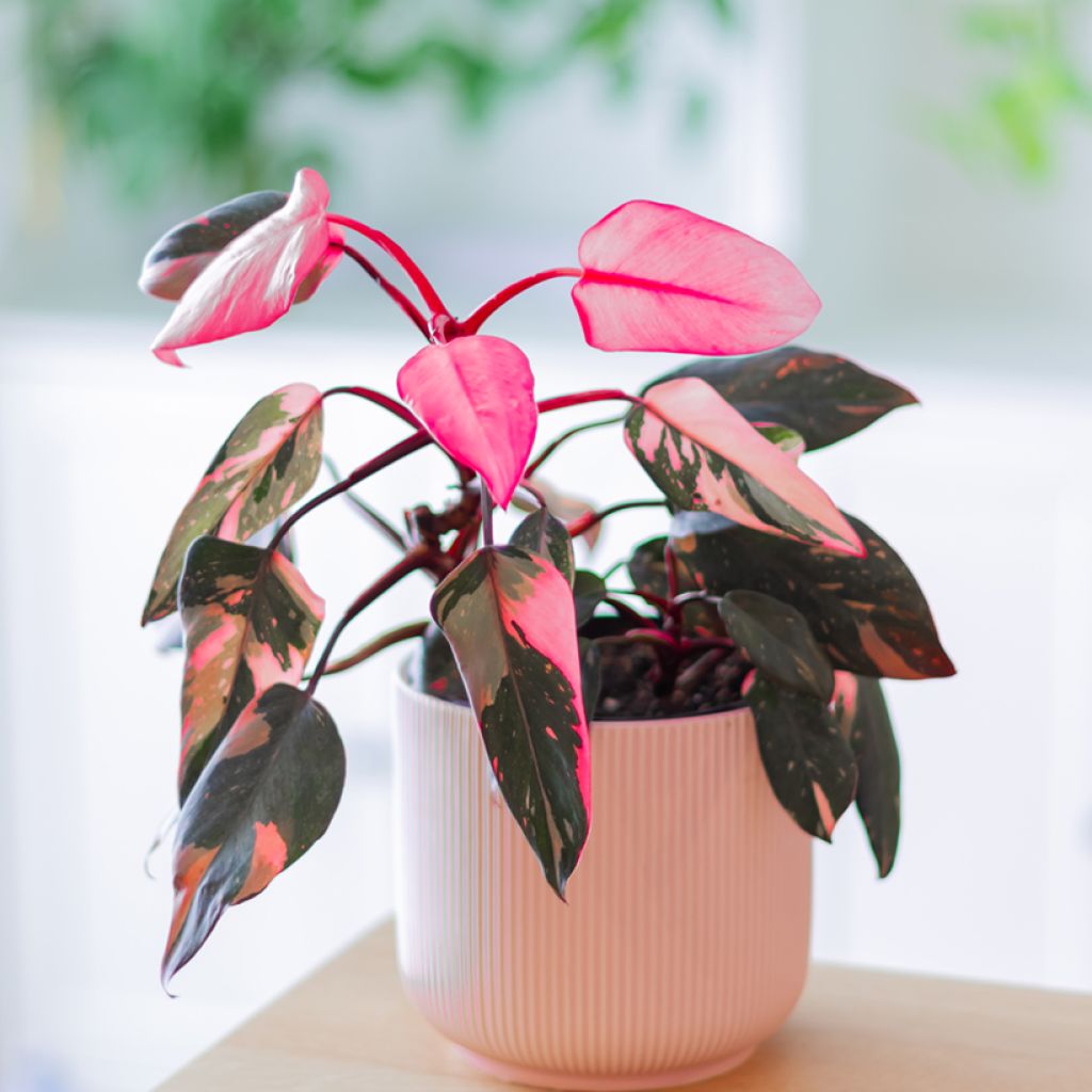 Filodendro - Philodendron Pink Princess