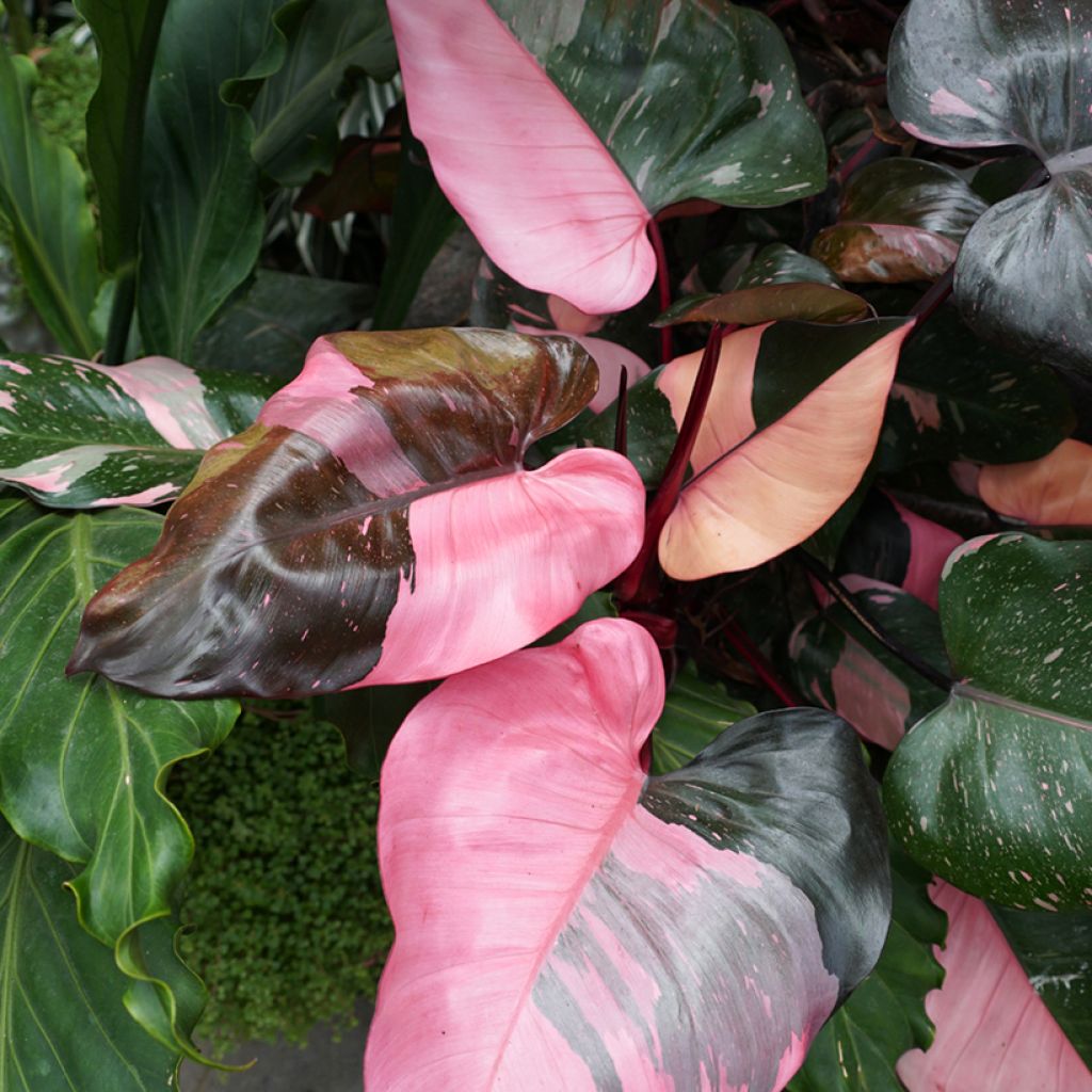 Filodendro - Philodendron Pink Princess