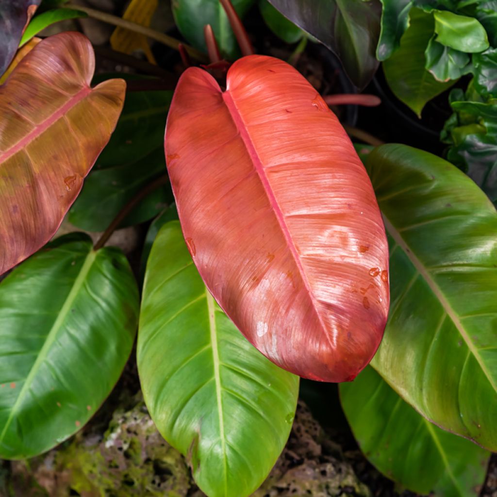 Filodendro - Philodendron Prince of Orange