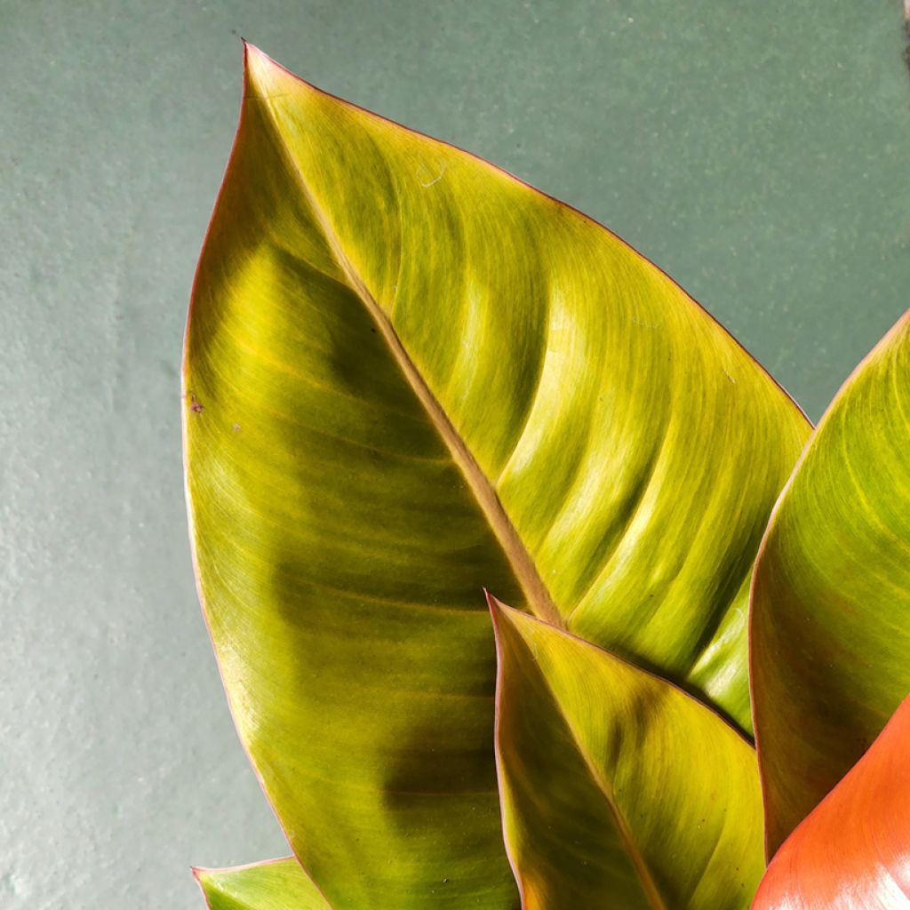 Filodendro - Philodendron Prince of Orange