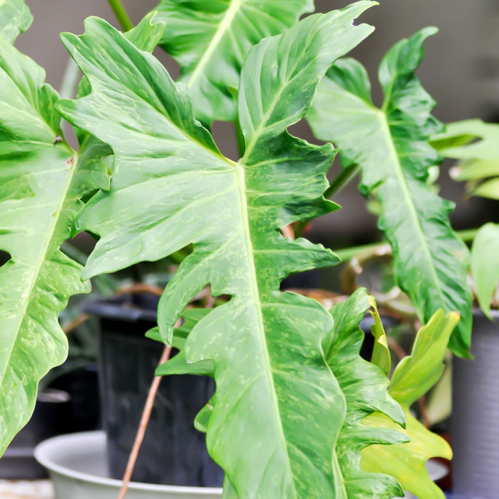 Filodendro - Philodendron Ring of Fire