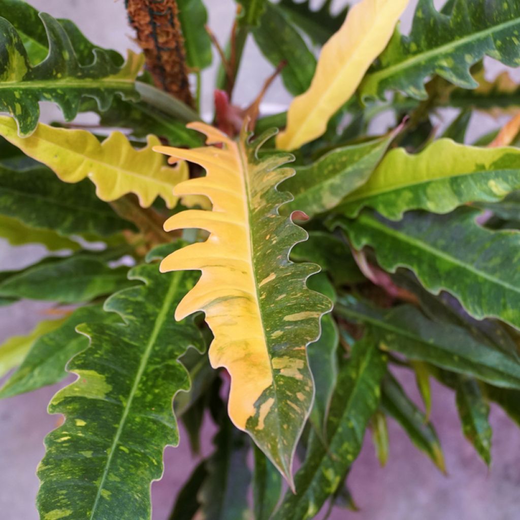 Filodendro - Philodendron Ring of Fire