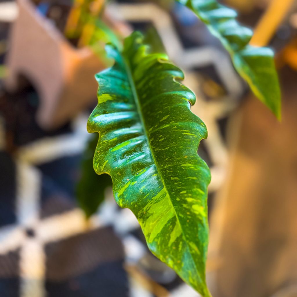 Filodendro - Philodendron Ring of Fire