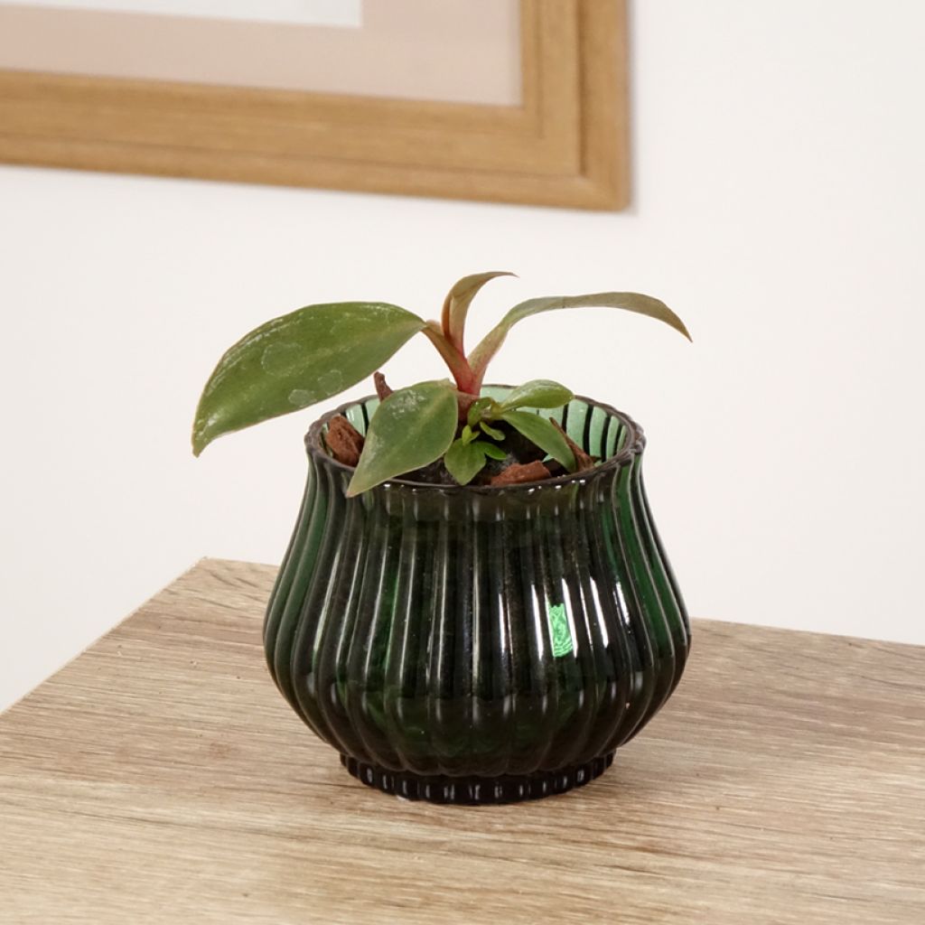 Filodendro - Philodendron Royal Queen