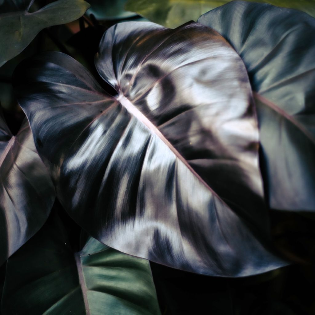 Filodendro - Philodendron Royal Queen