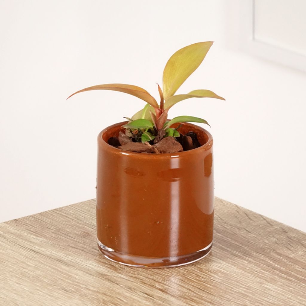 Filodendro - Philodendron Sunlight