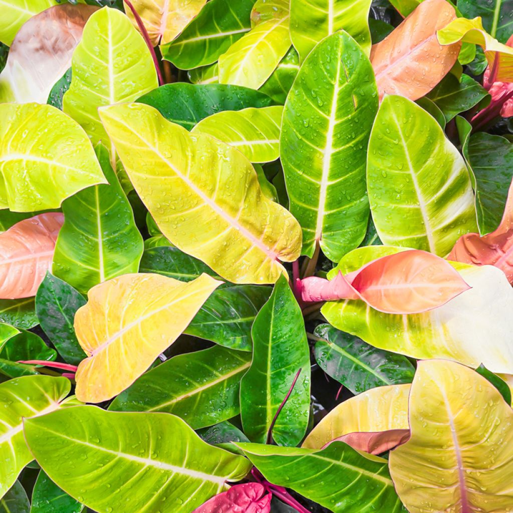 Filodendro - Philodendron Sunlight