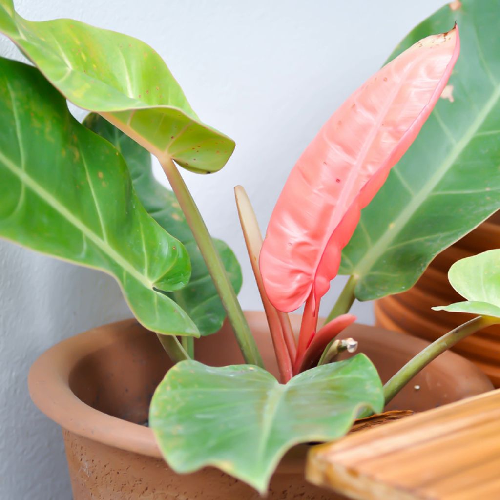 Filodendro - Philodendron Sunlight