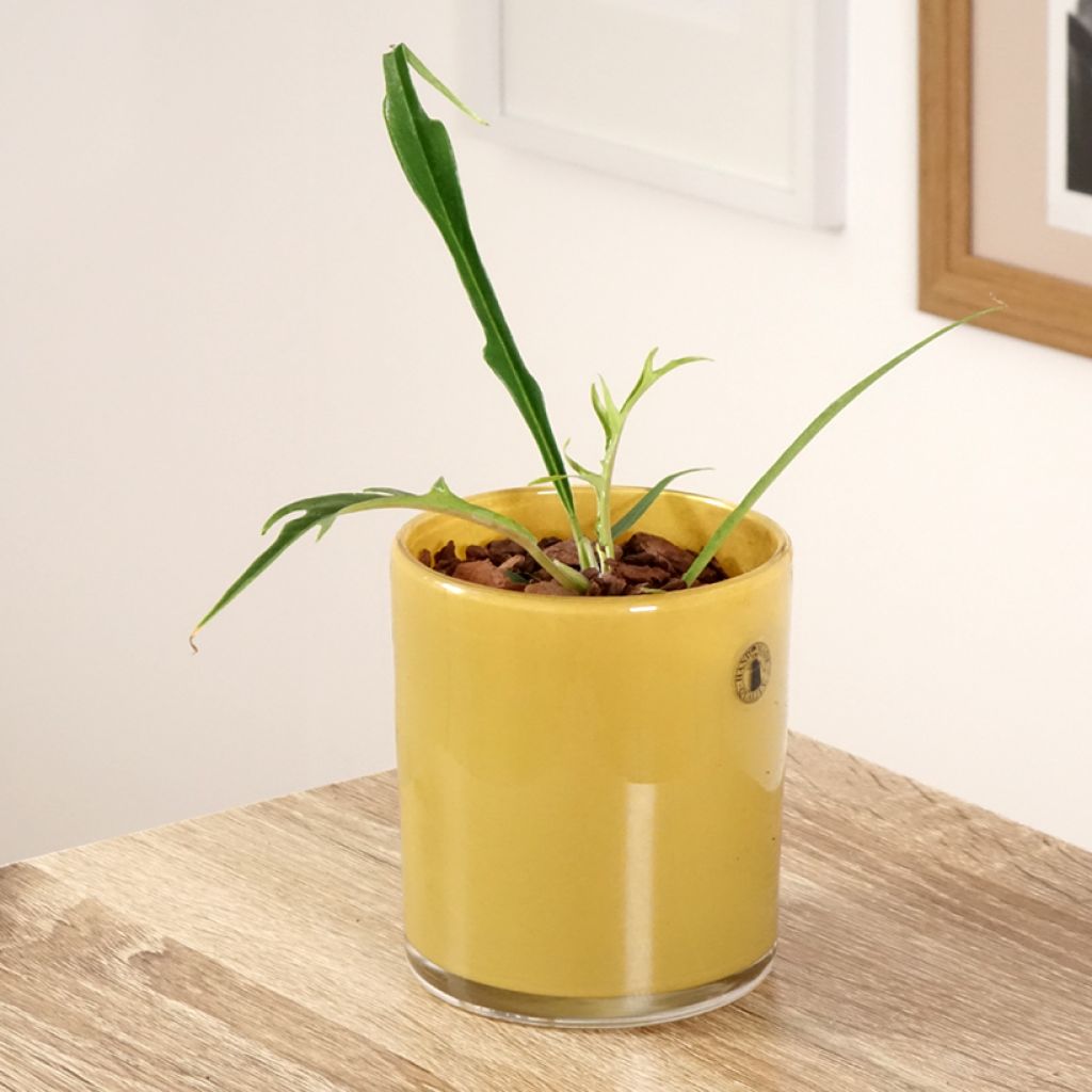 Filodendro - Philodendron tortum