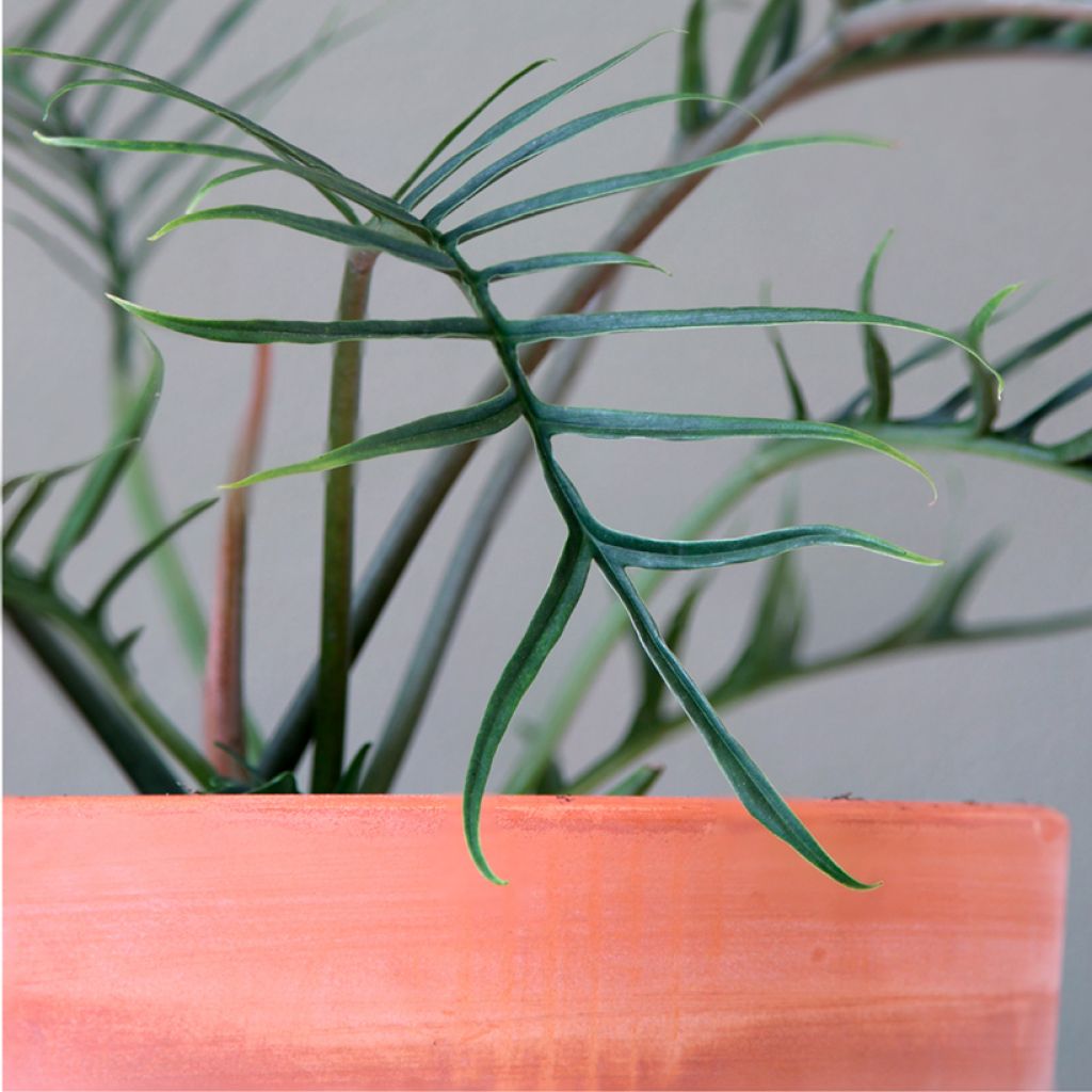 Filodendro - Philodendron tortum