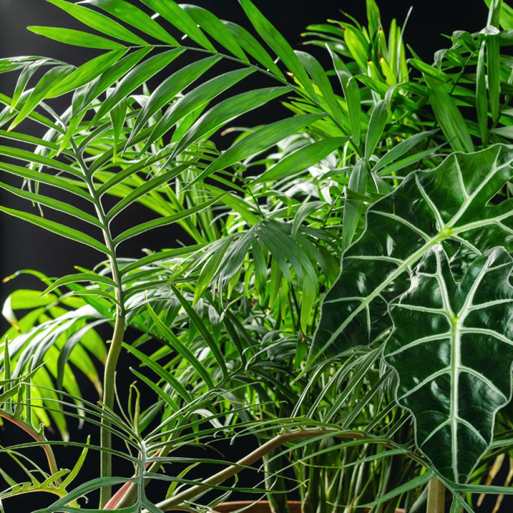 Filodendro - Philodendron tortum