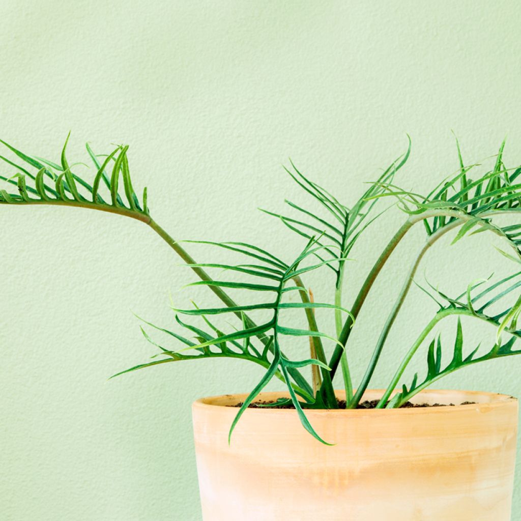 Filodendro - Philodendron tortum