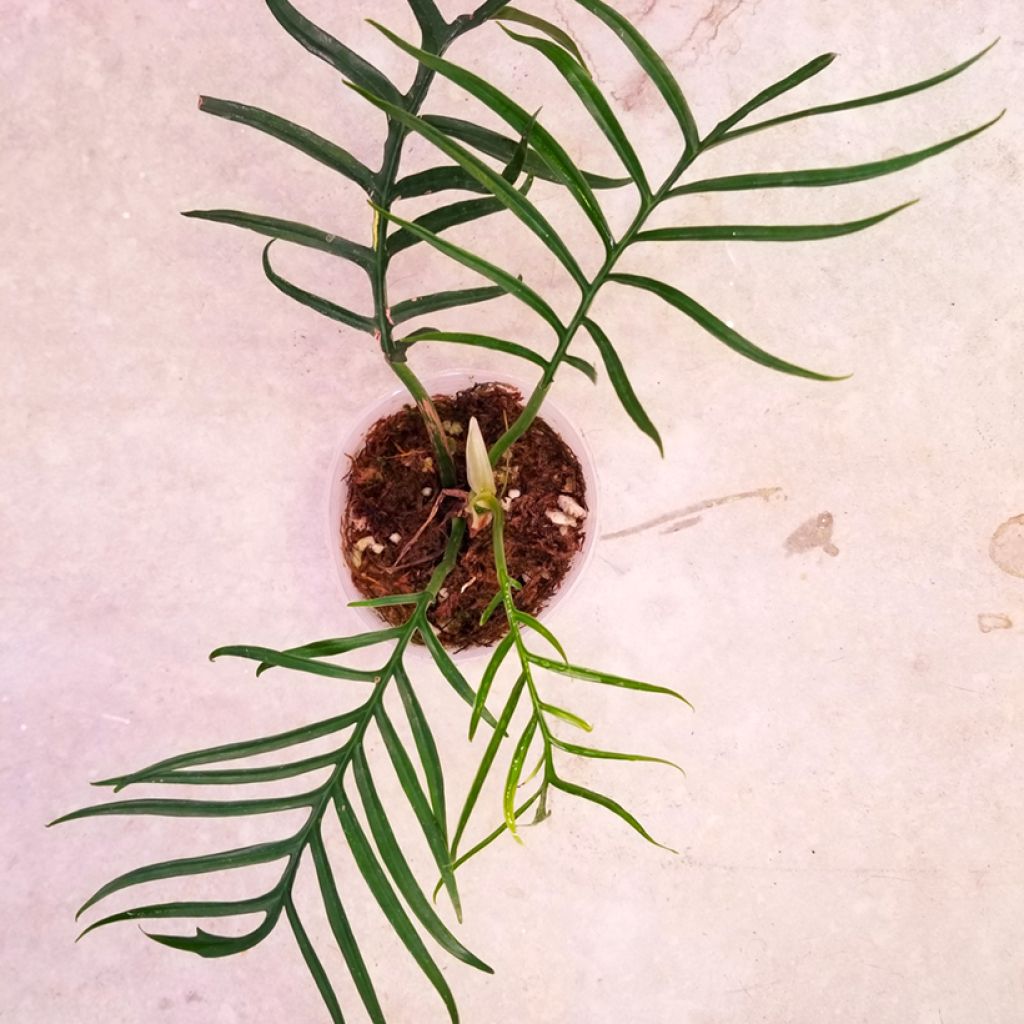 Filodendro - Philodendron tortum