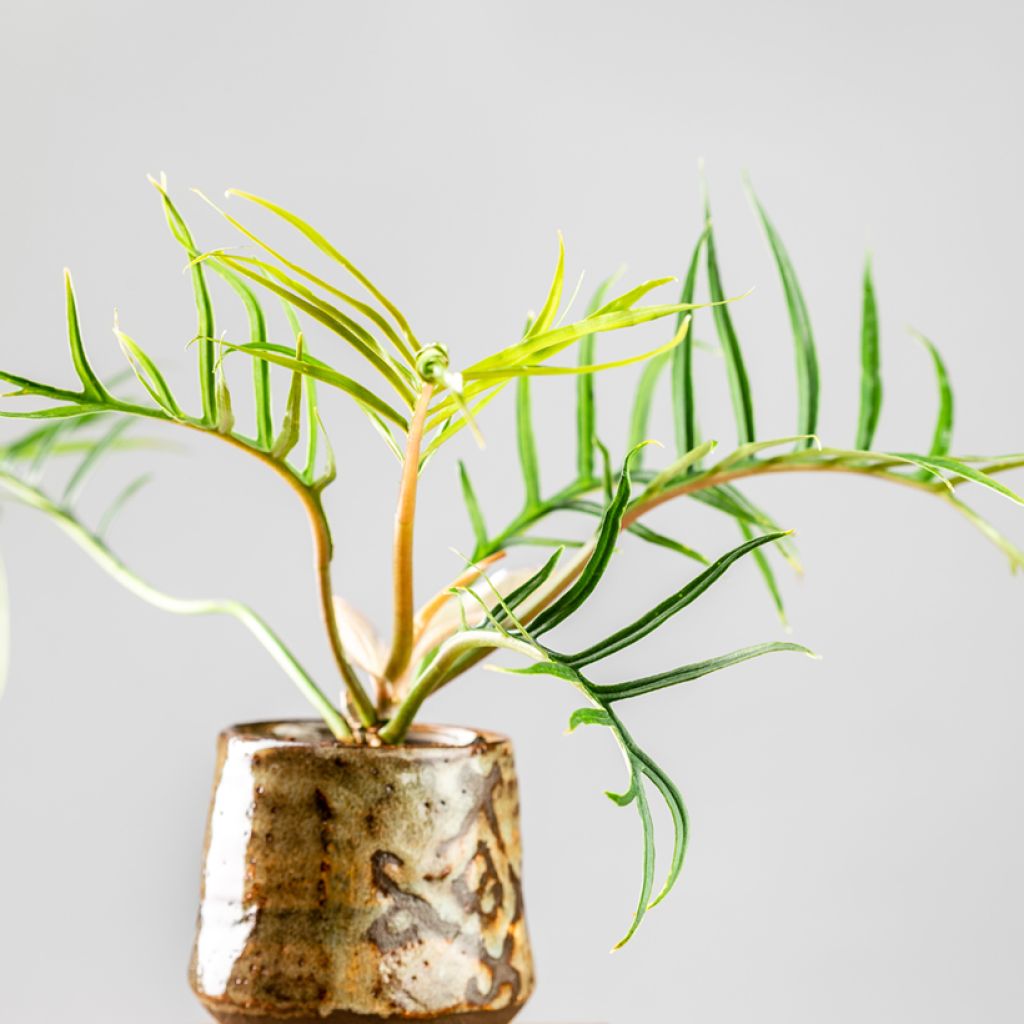 Filodendro - Philodendron tortum