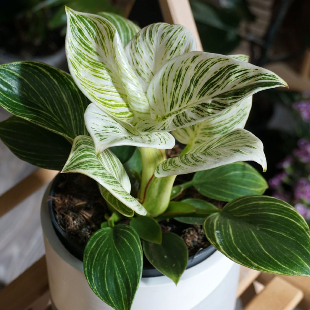 Filodendro - Philodendron White Measure