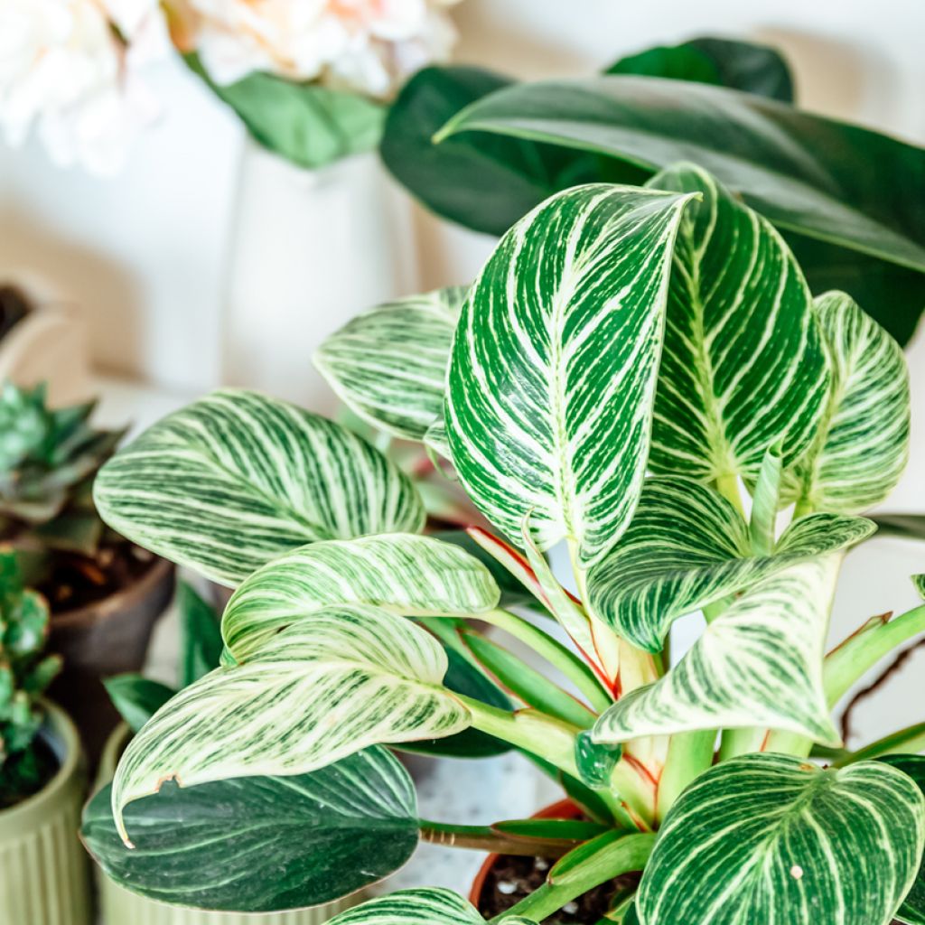 Filodendro - Philodendron White Measure