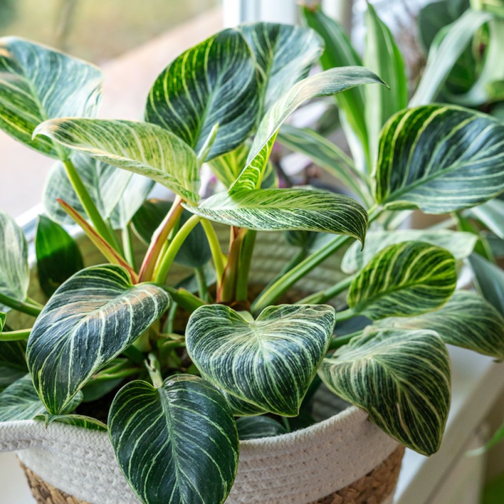 Filodendro - Philodendron White Measure