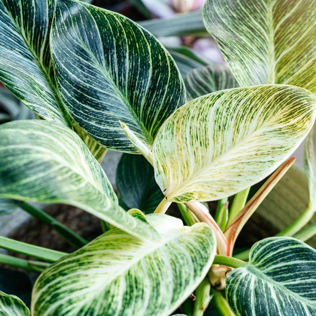 Filodendro - Philodendron White Measure