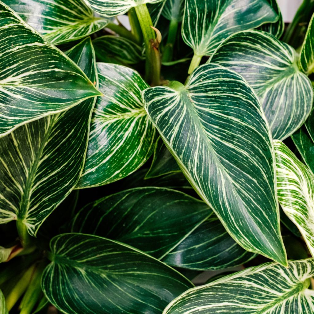Filodendro - Philodendron White Measure