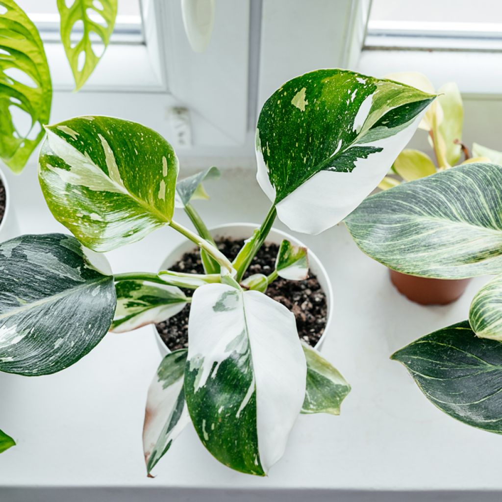 Filodendro - Philodendron White Princess