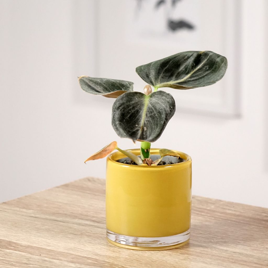 Filodendro - Philodendron melanochrysum
