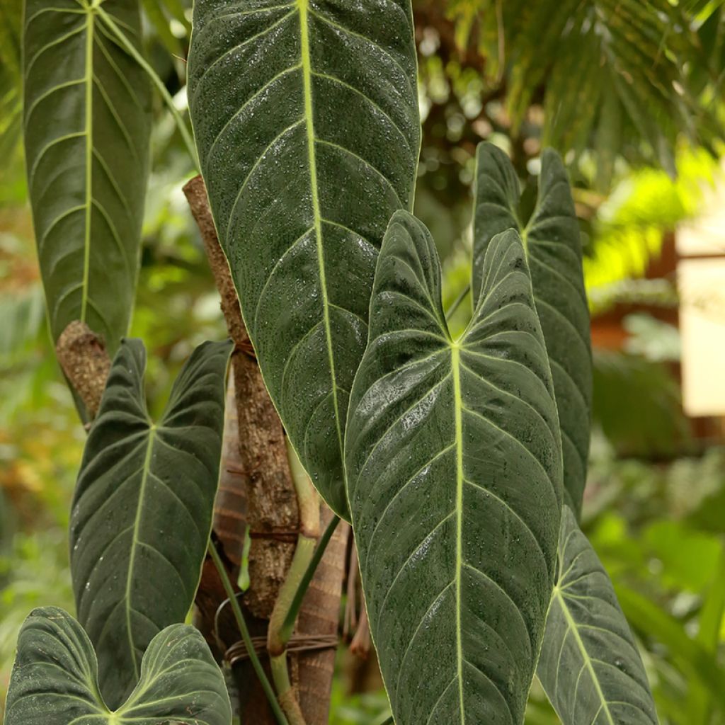 Filodendro - Philodendron melanochrysum