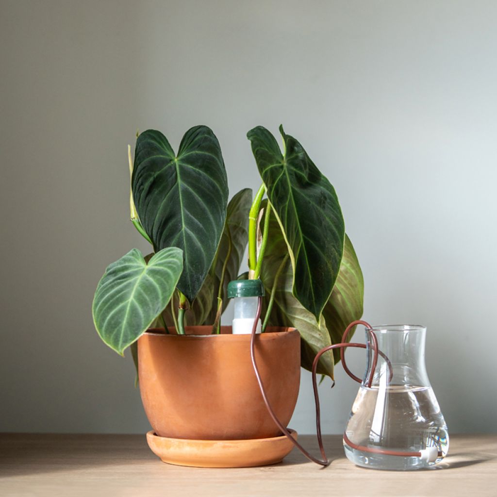 Filodendro - Philodendron melanochrysum