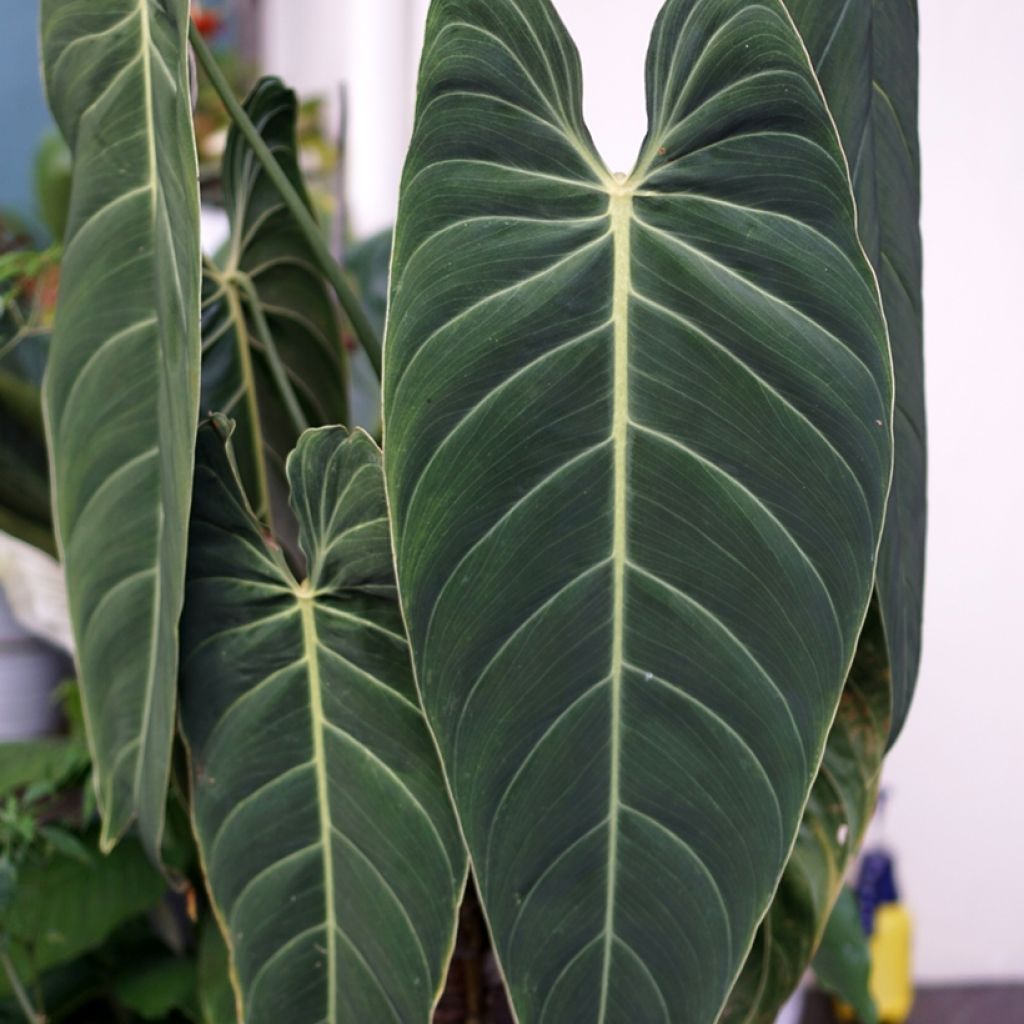Filodendro - Philodendron melanochrysum