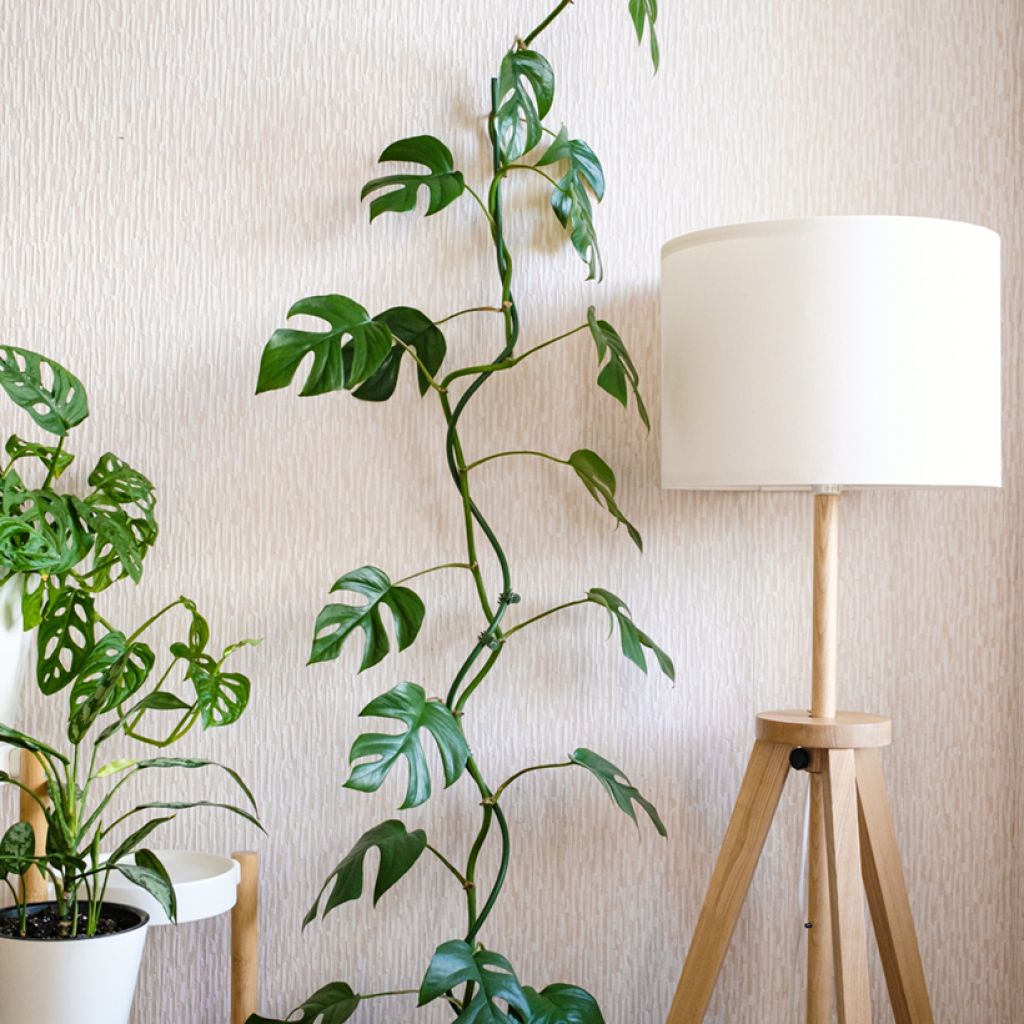 Filodendro - Philodendron Minima - Monstera minima