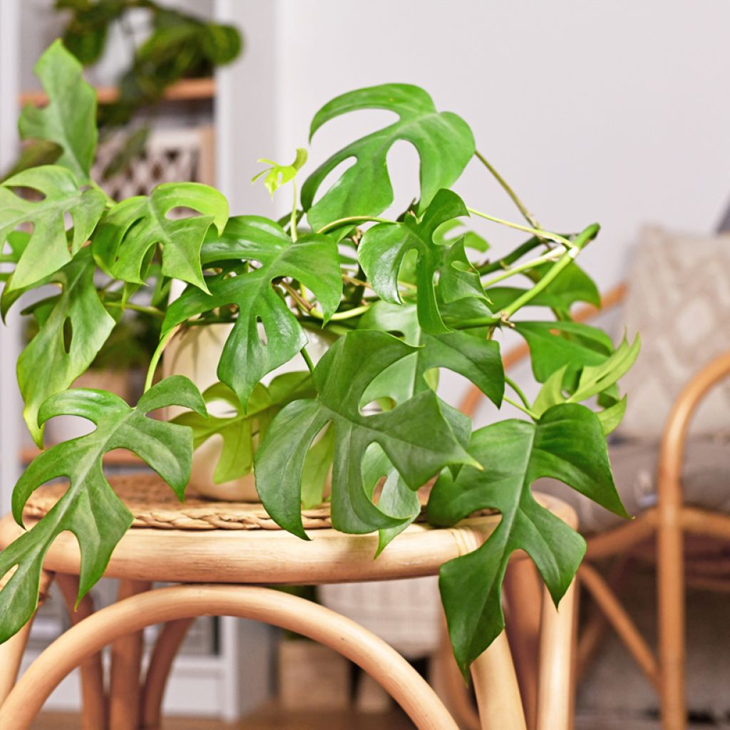 Filodendro - Philodendron Minima - Monstera minima